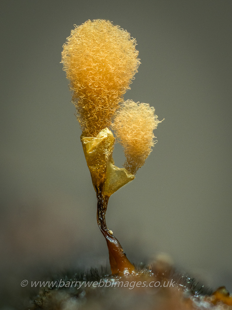 Photo by Barry Webb Hemitrichia calyculata. by Barry Webb